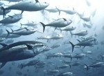جمعیت ماهی‌های تن در حال احیاست، اما کوسه‌ها با افت ‘نگران‌کننده‌ای’ روبرو هستند